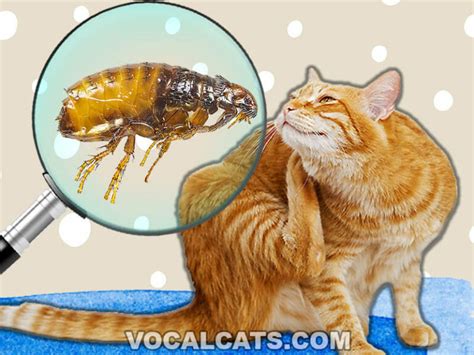 What Do Cat Fleas Look Like To The Human Eye